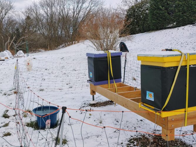 How to Get Through the First Season of Keeping Bees